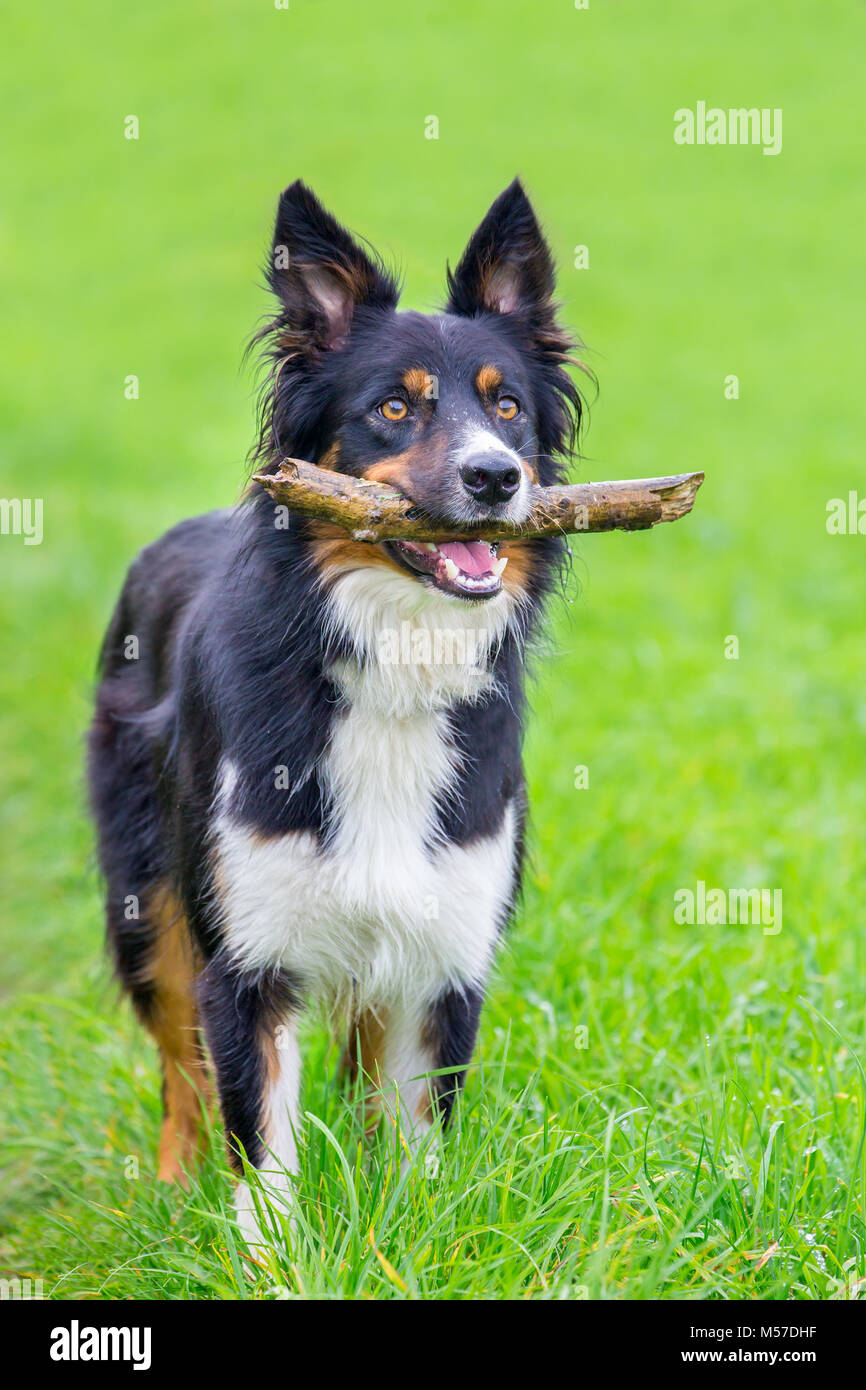 What Size Is A Border Collie Classed As
