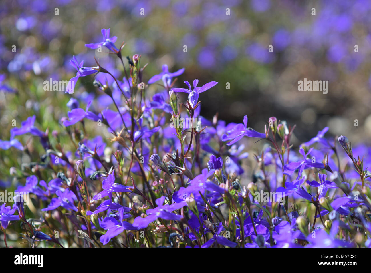 Close up lobelia blue flowers. Annuals. Lobelia erinus. Stock Photo