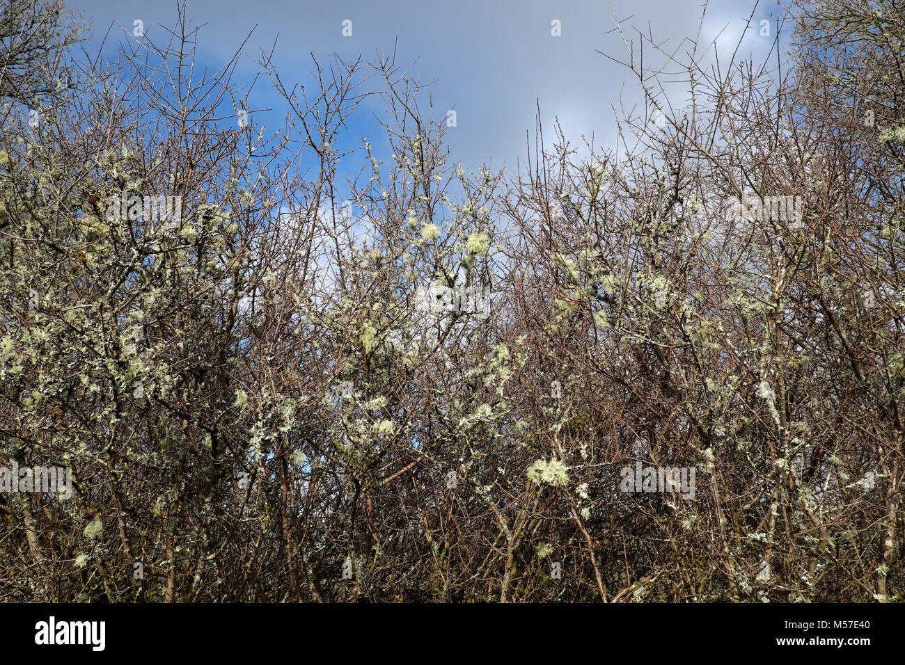 Lichen growing on a blackthorn bush in winter sunshine in Carmarthenshire countryside in winter Wales UK  KATHY DEWITT Stock Photo