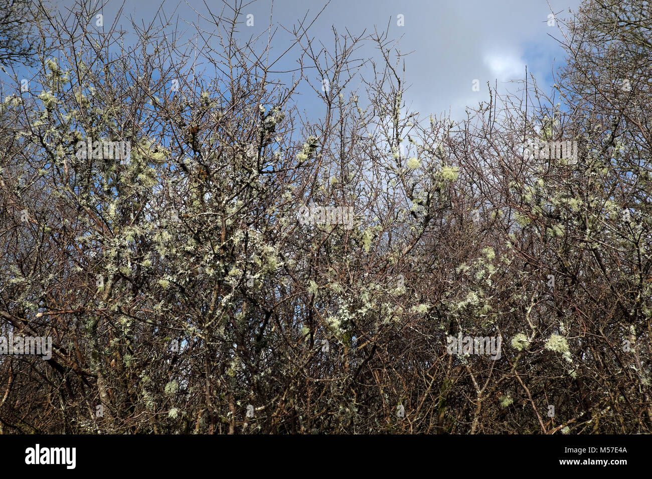 Lichens growing on a blackthorn bush in winter sunshine in Carmarthenshire countryside in winter Wales UK  KATHY DEWITT Stock Photo