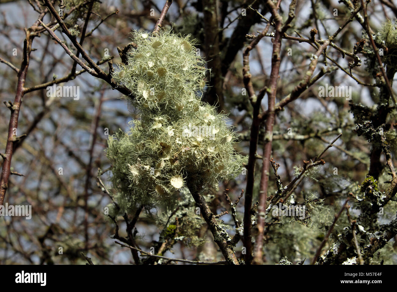 Lichen growing on a blackthorn bush flowering  in winter sunshine in Carmarthenshire countryside in winter Wales UK  KATHY DEWITT Stock Photo