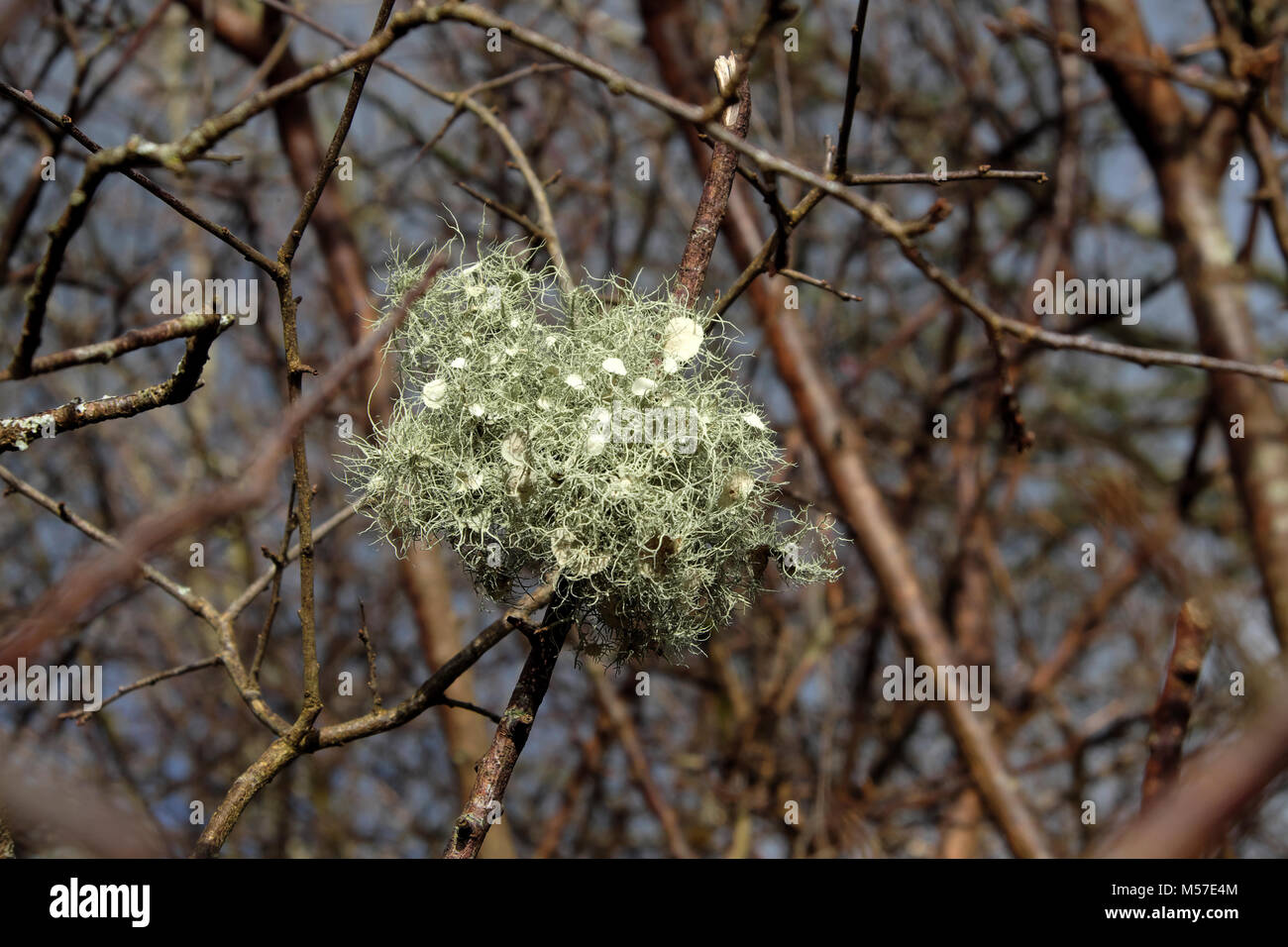 Lichen growing on a blackthorn bush flowering  in winter sunshine in Carmarthenshire countryside in winter Wales UK  KATHY DEWITT Stock Photo