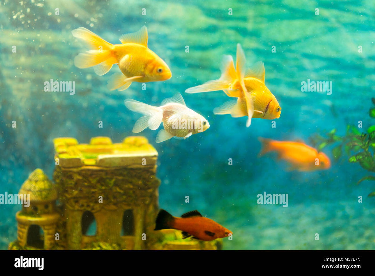 Goldfish in the aquarium on the background of a stone castle. Stock Photo