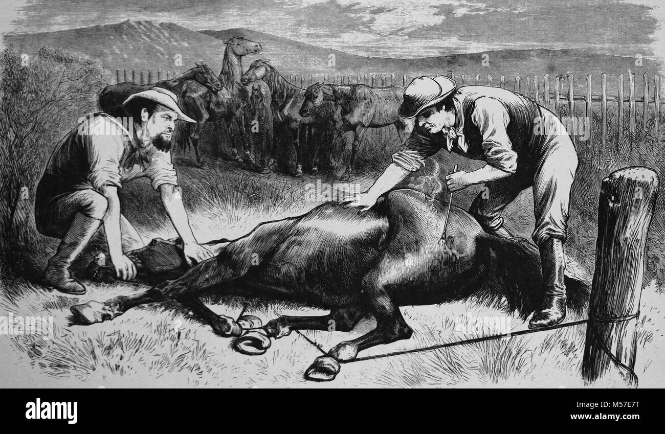 USA. California corral. Hot iron horse branding. Engraving by A. Lemon, 1874. Frank Leslie«s Illustrated Newspaper Stock Photo