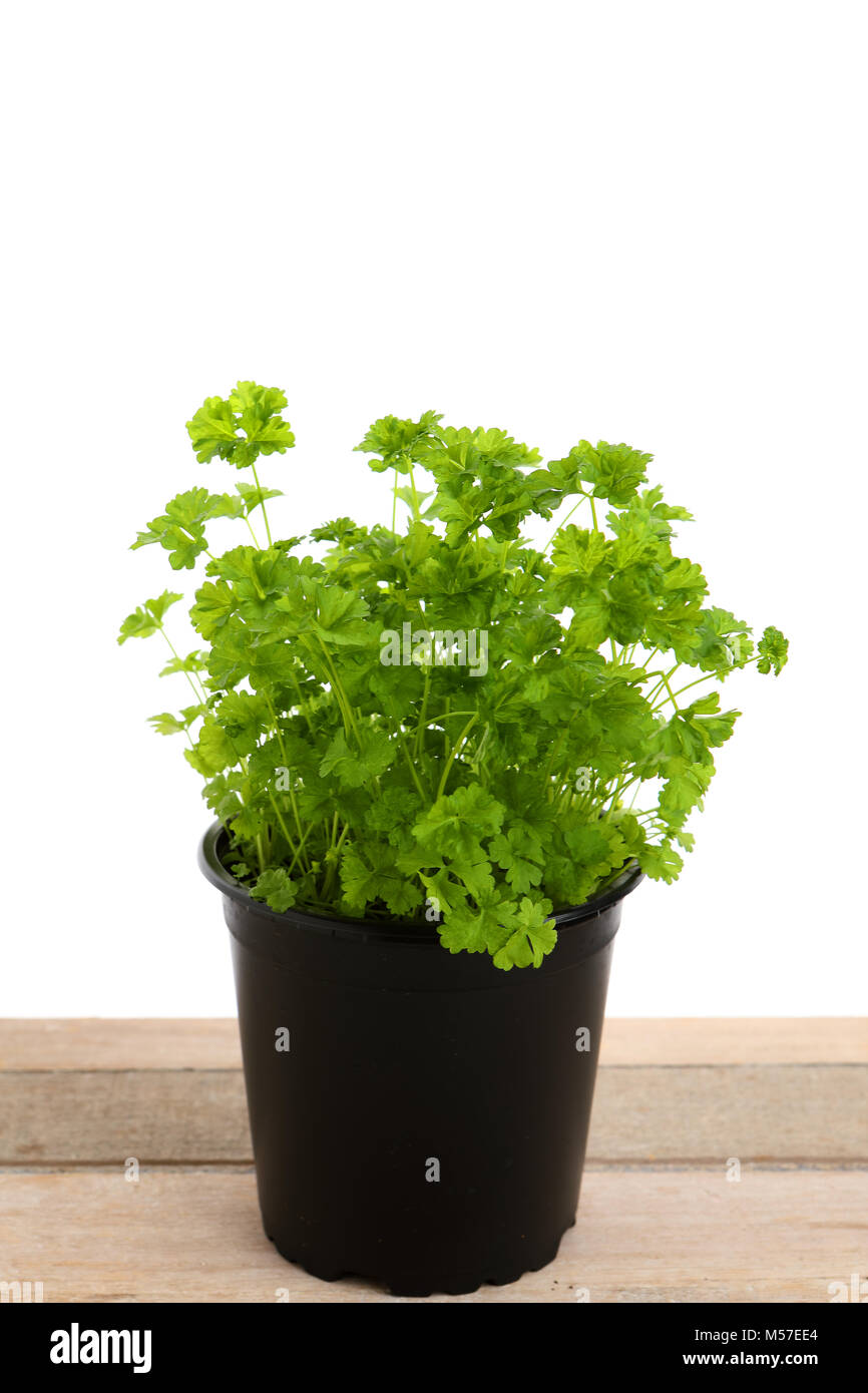 parsley in a pot Stock Photo