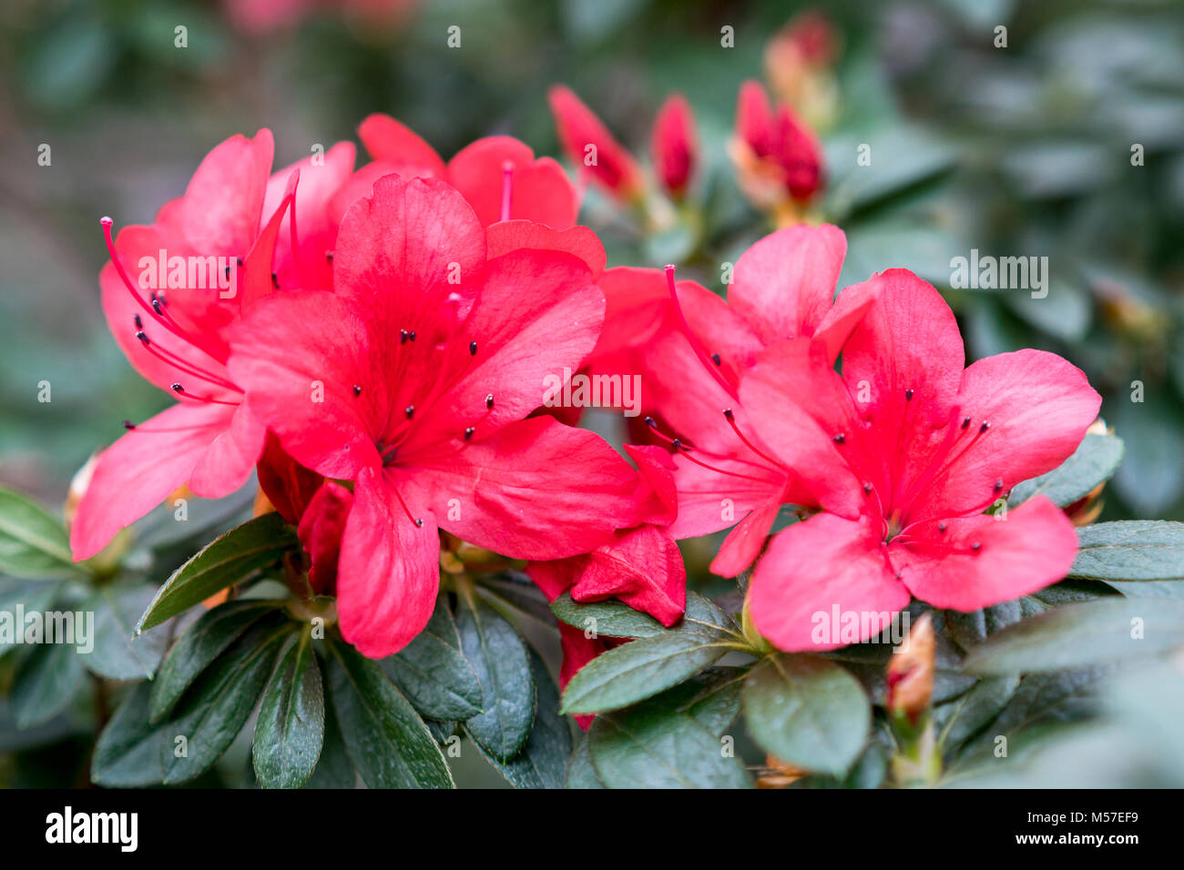 Brightly red azalea flowers close-up Stock Photo - Alamy