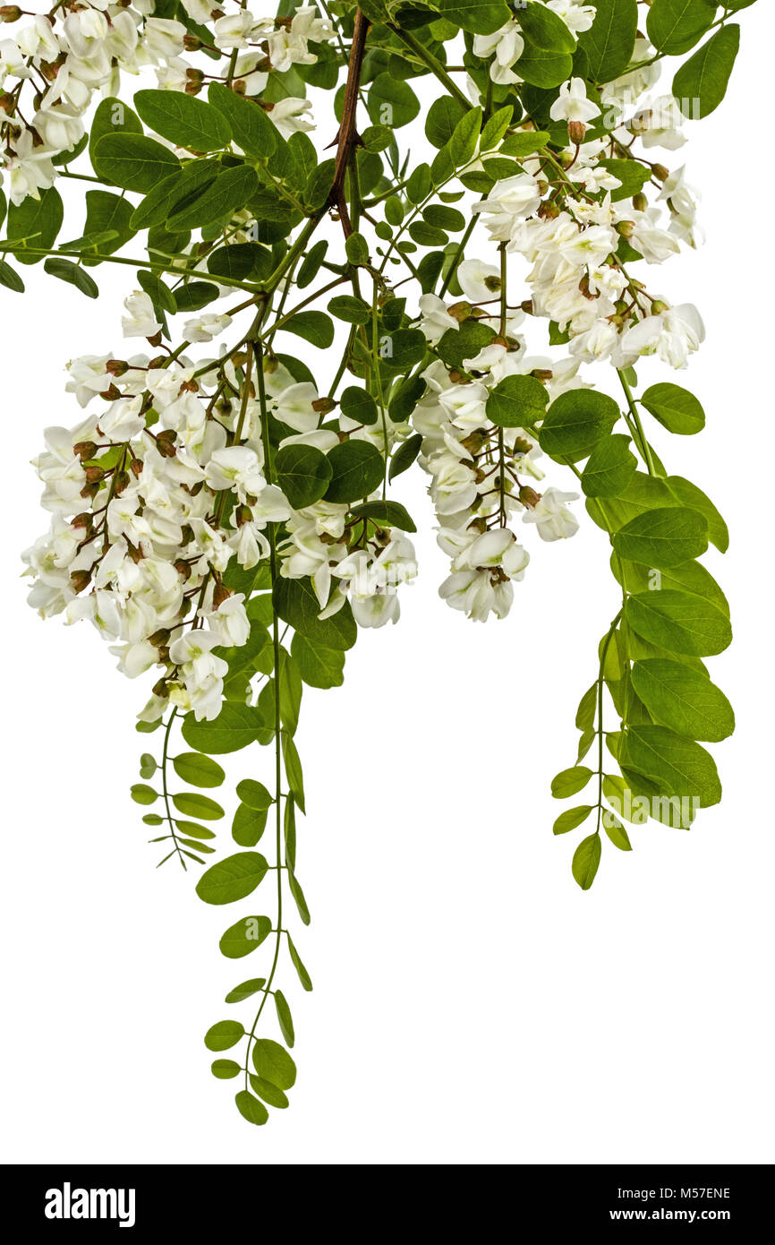 Blossoming acacia with leafs, isolated on white background Stock Photo