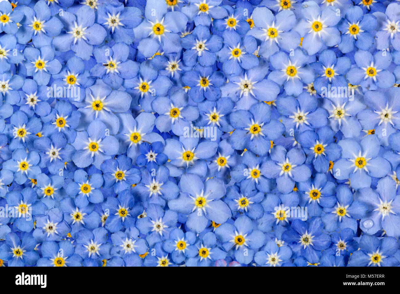 Background from light blue flowers of Forget-me-not (lat. Myosotis Stock  Photo - Alamy