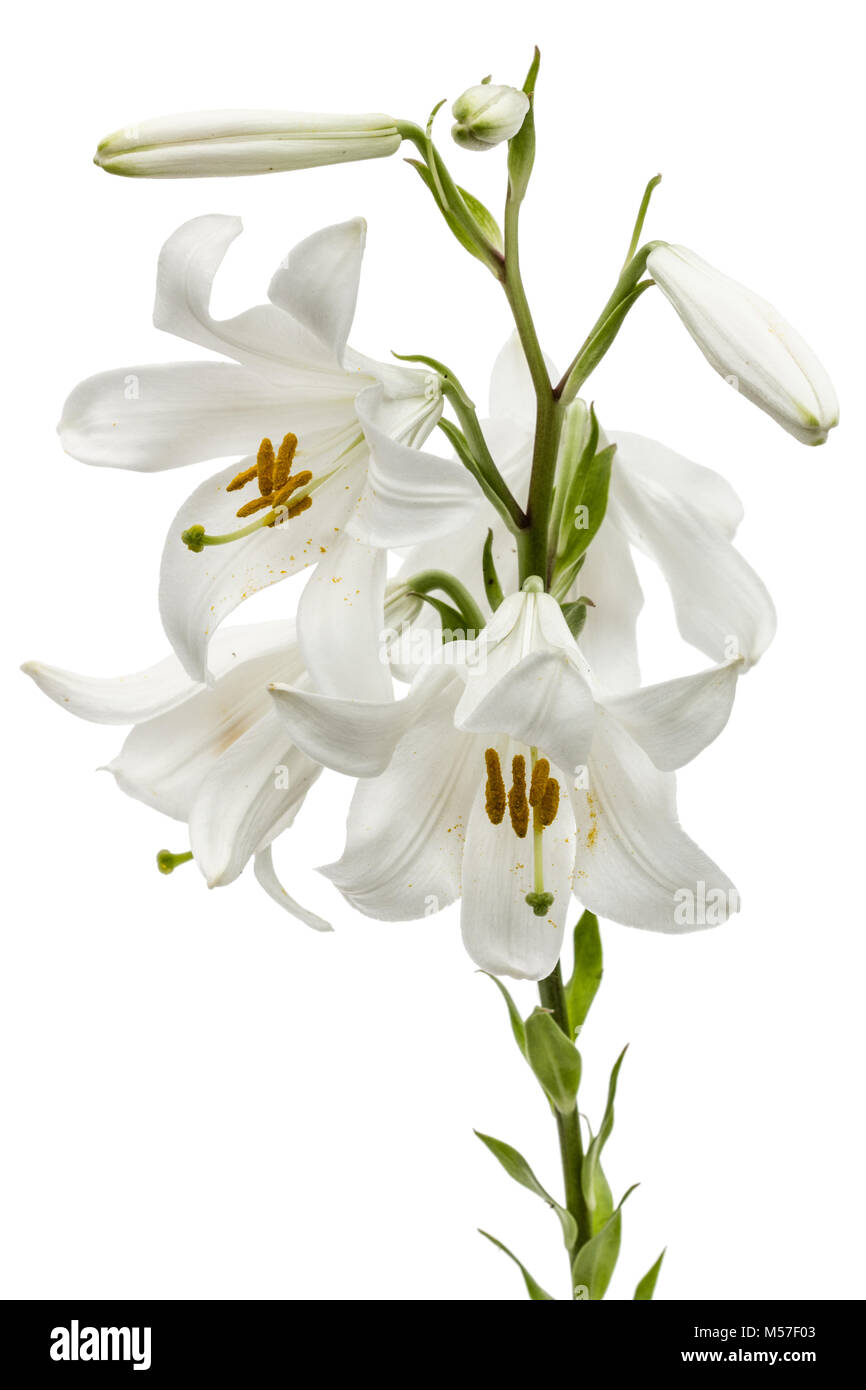Flower of white lily, isolated on white background Stock Photo Alamy