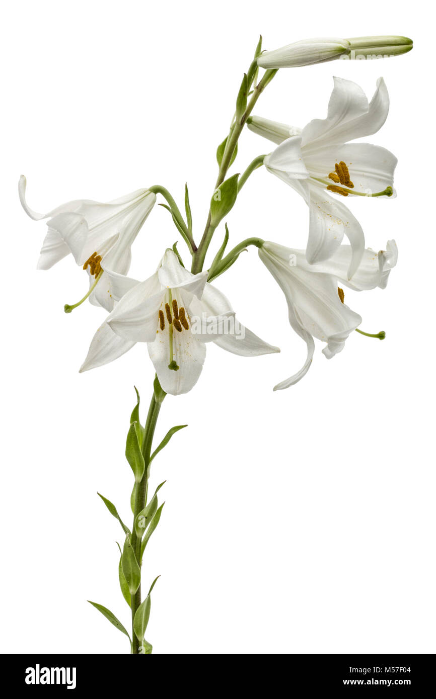 Flower of white lily, isolated on white background Stock Photo