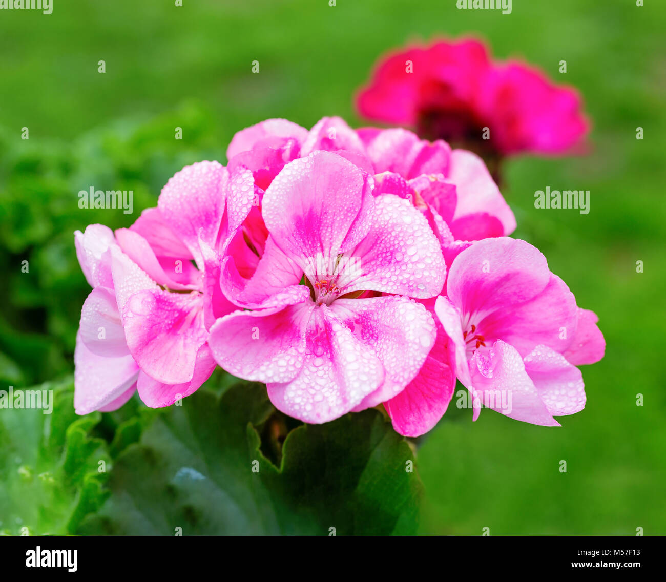 Pink garden geranium in the home garden Stock Photo Alamy