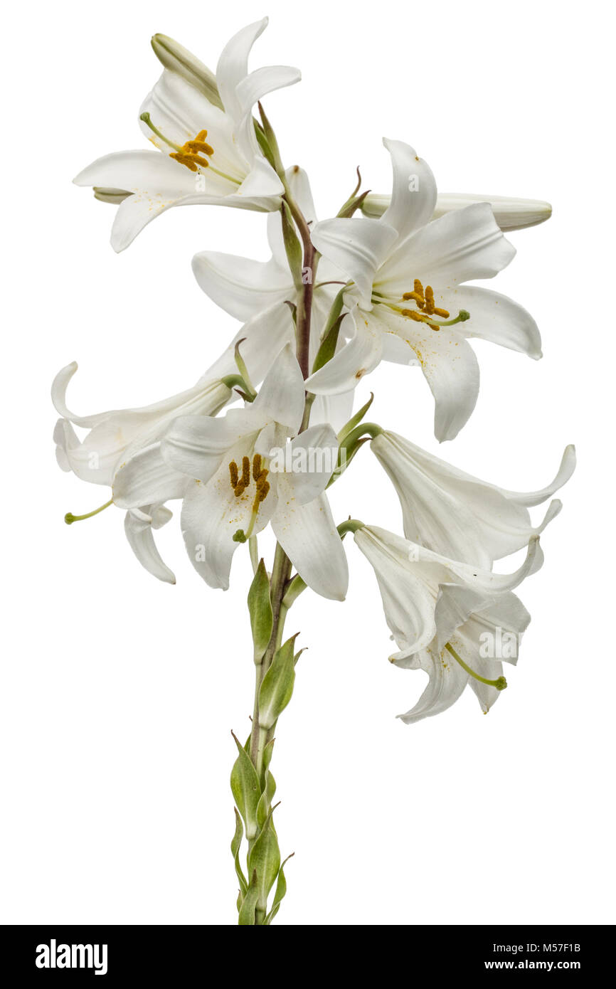 Flower of white lily, isolated on white background Stock Photo - Alamy