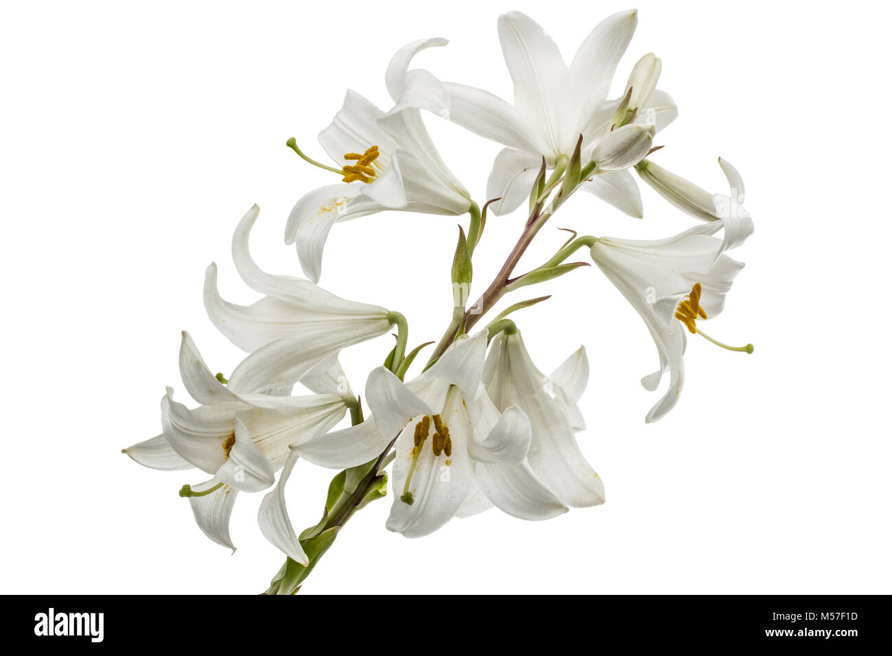Flower of white lily, isolated on white background Stock Photo - Alamy