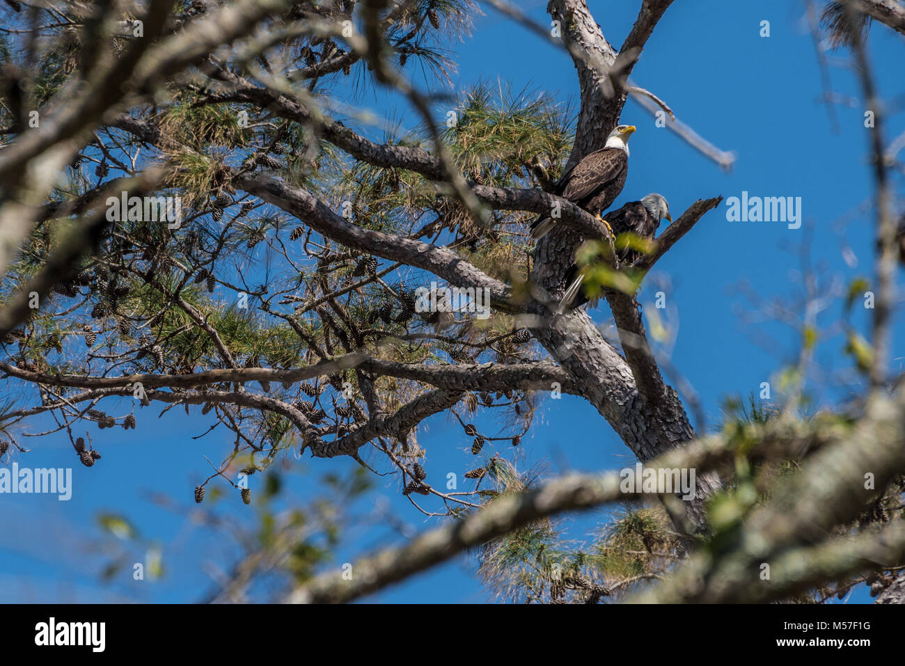 A pair of bald eagles (America's national bird) perched in a pine tree at Sawgrass Players Club in Ponte Vedra Beach, Florida near Jacksonville. (USA) Stock Photo