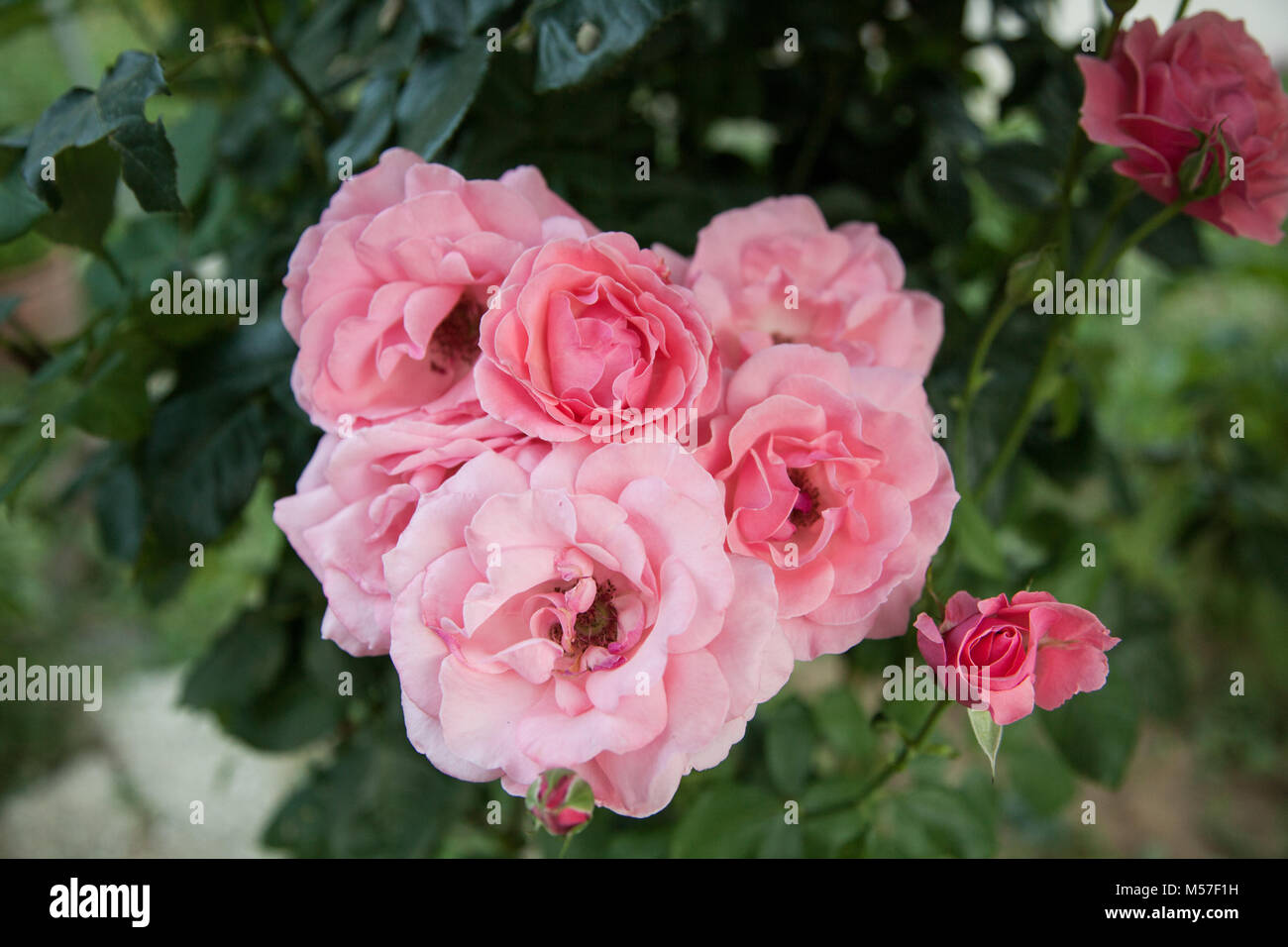 beautiful garden flowers Stock Photo