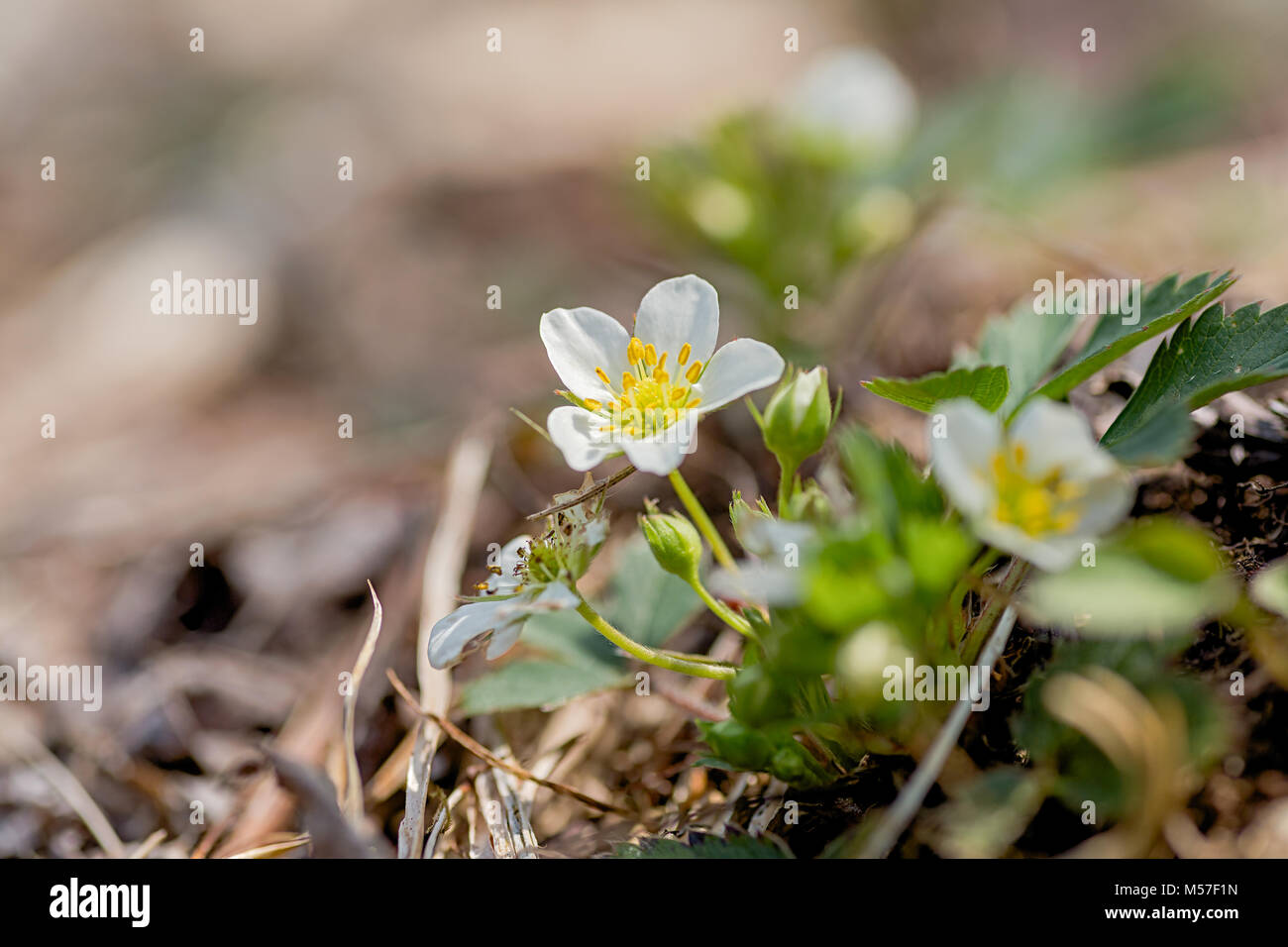 Wild strawberry plant flowering on the edge of the forest. Stock Photo
