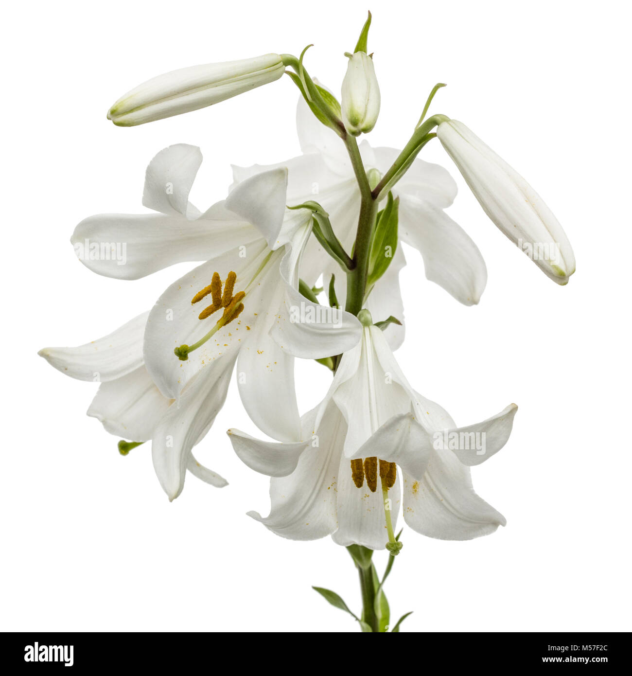 Flower of white lily, isolated on white background Stock Photo - Alamy