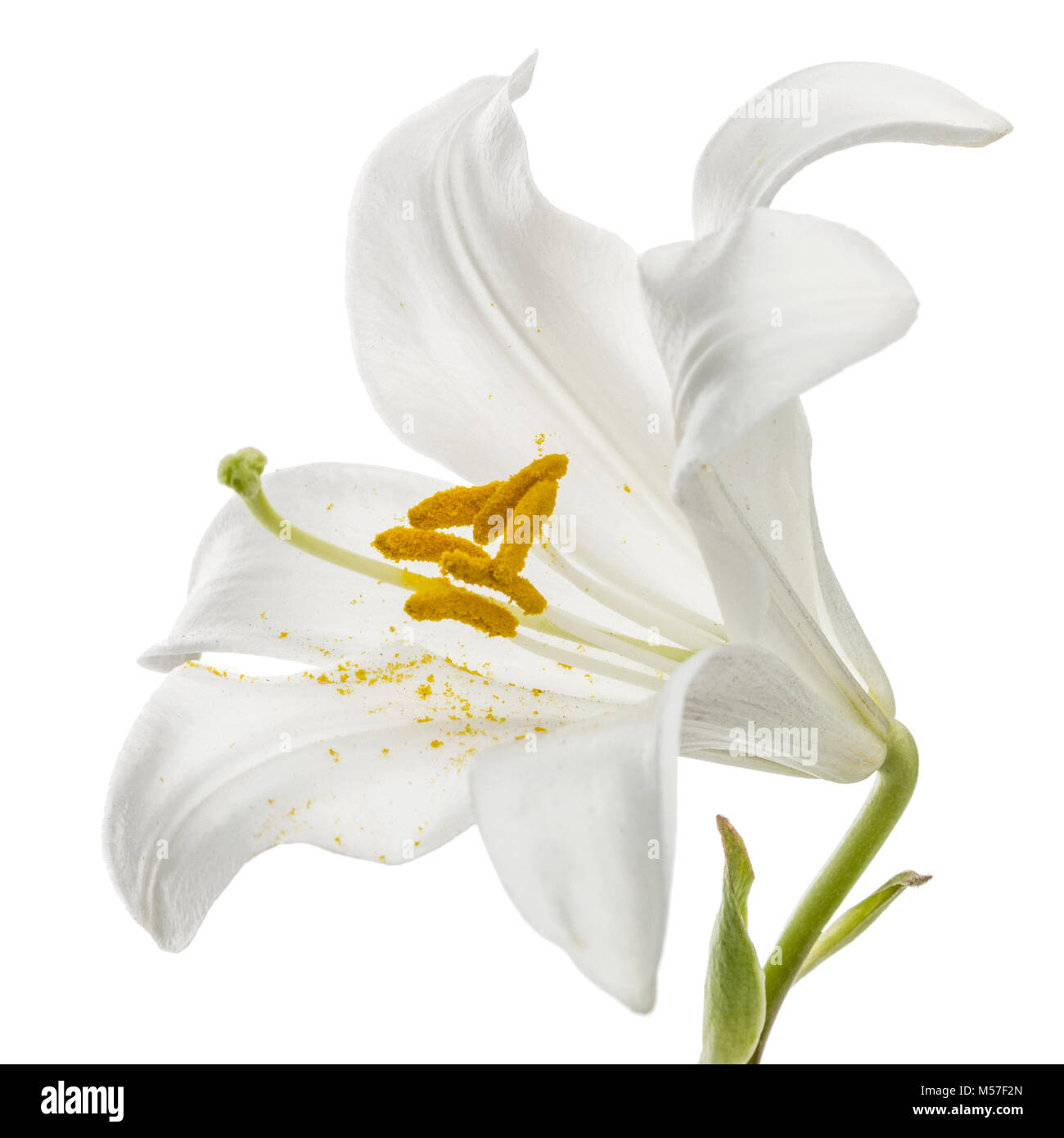 Flower of white lily, isolated on white background Stock Photo - Alamy