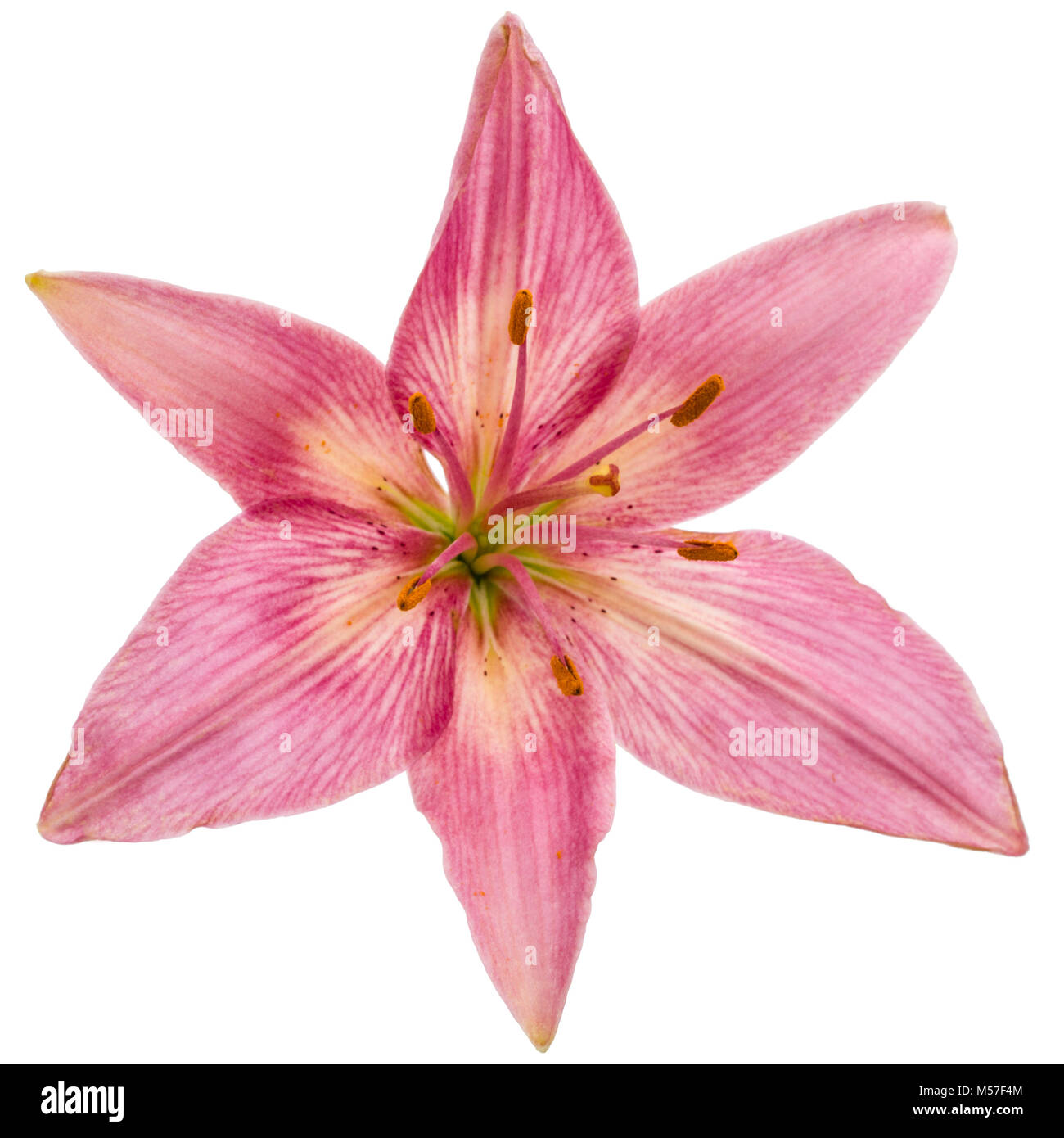 Flower of a pink lily, isolated on white background Stock Photo - Alamy