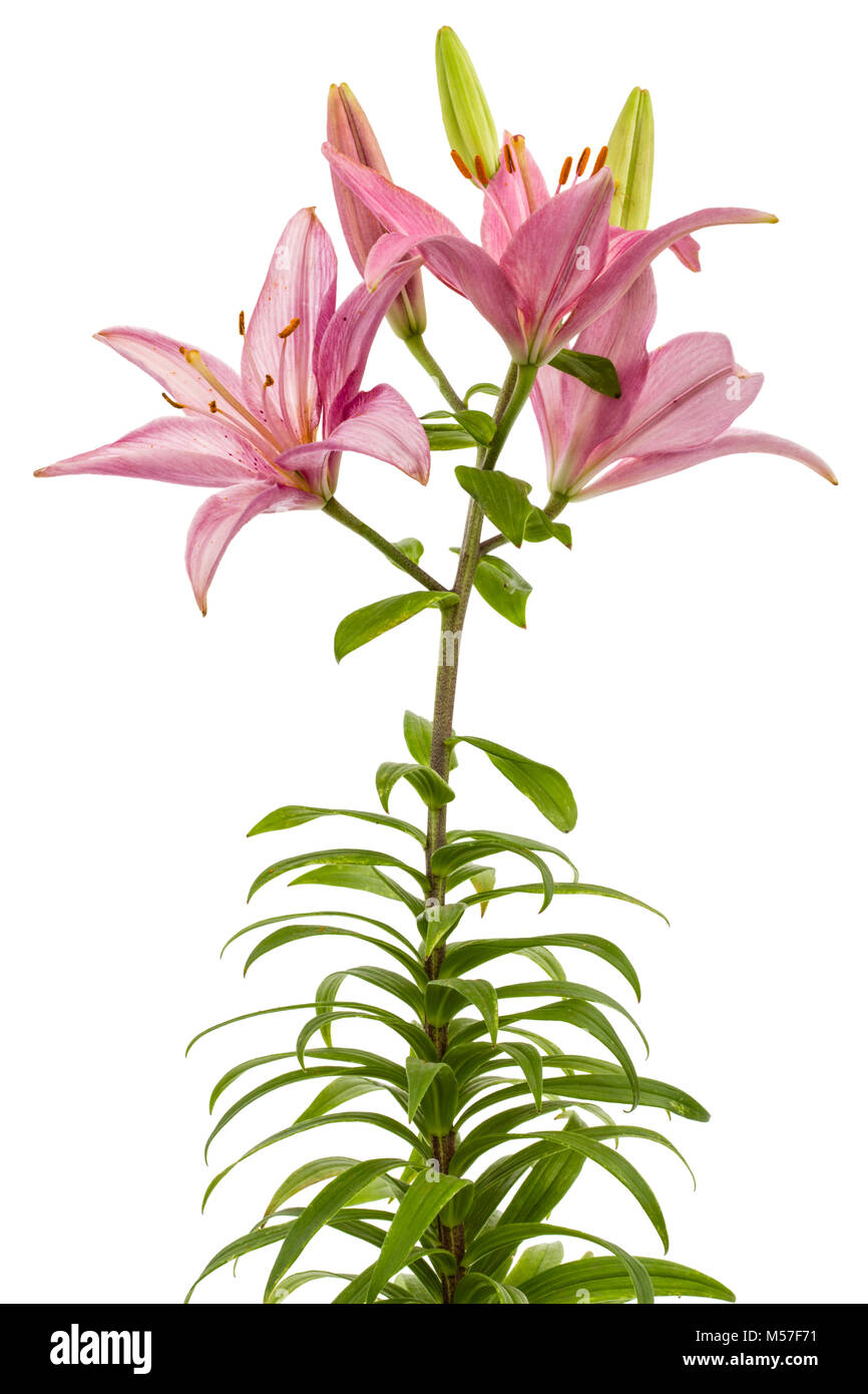 Flower of a pink lily, isolated on white background Stock Photo - Alamy