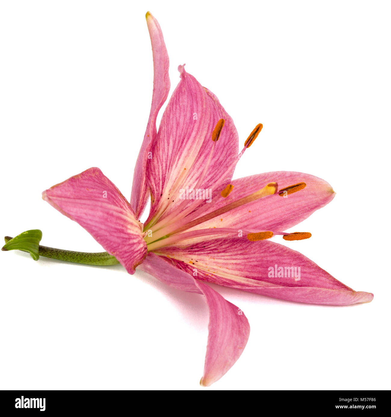 Flower of a pink lily, isolated on white background Stock Photo - Alamy