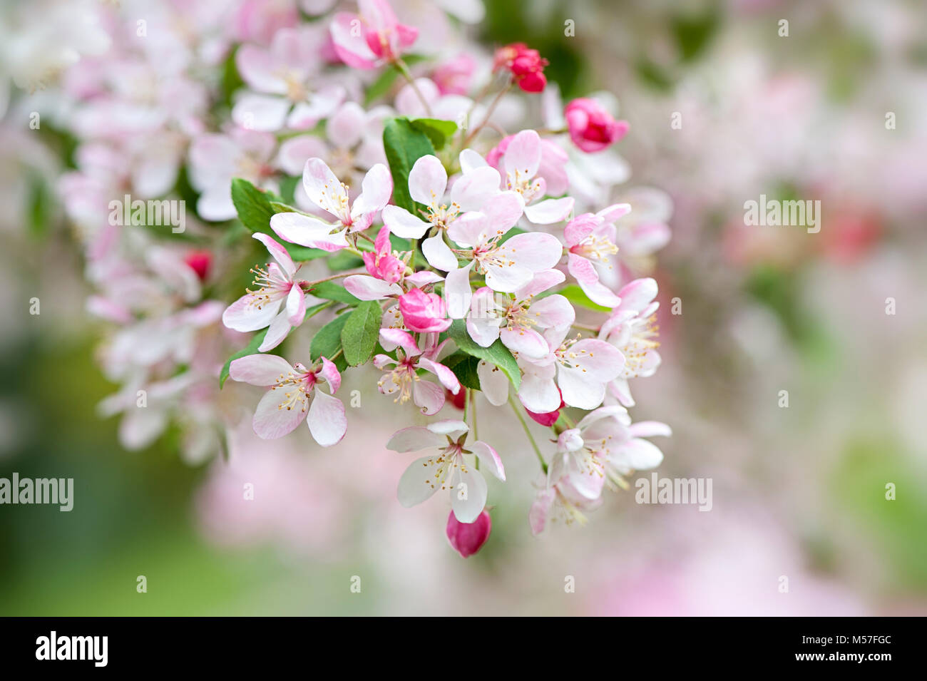 Close-up image of the spring flowering Crab Apple Blossom flowers also ...