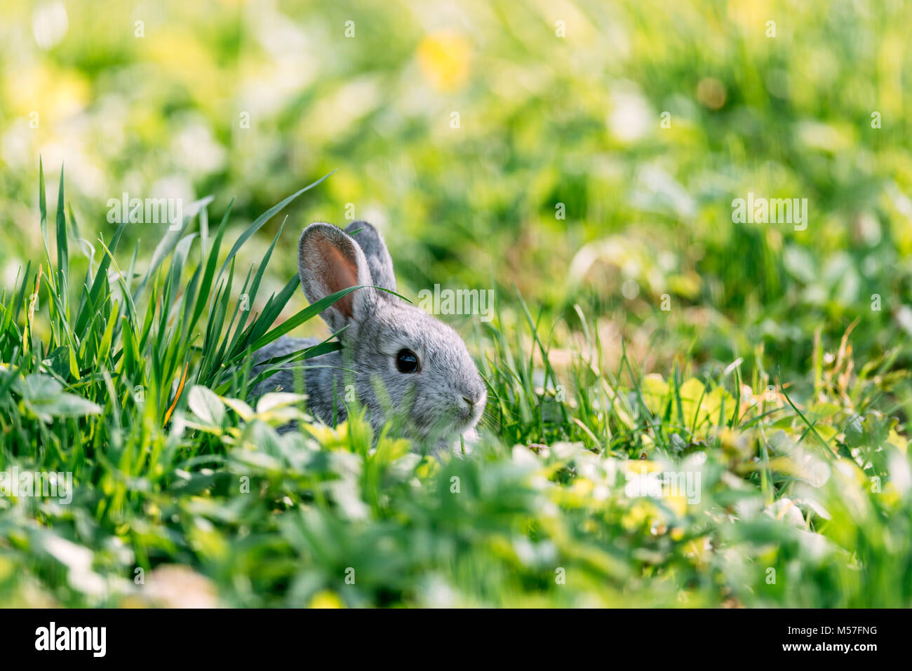 Small grey rabbit in green grass closeup Stock Photo