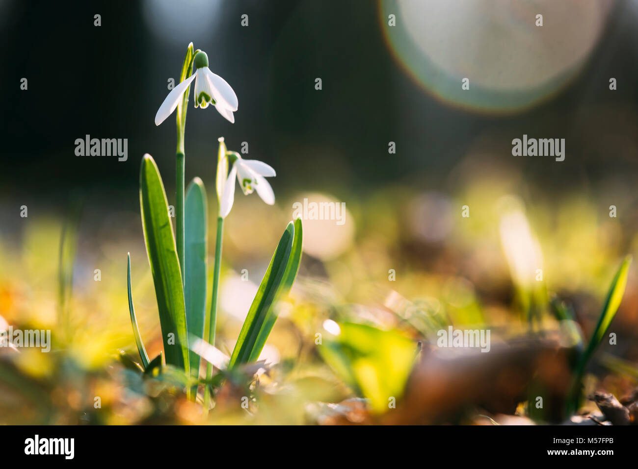 Snowdrop flower on spring meadow Stock Photo