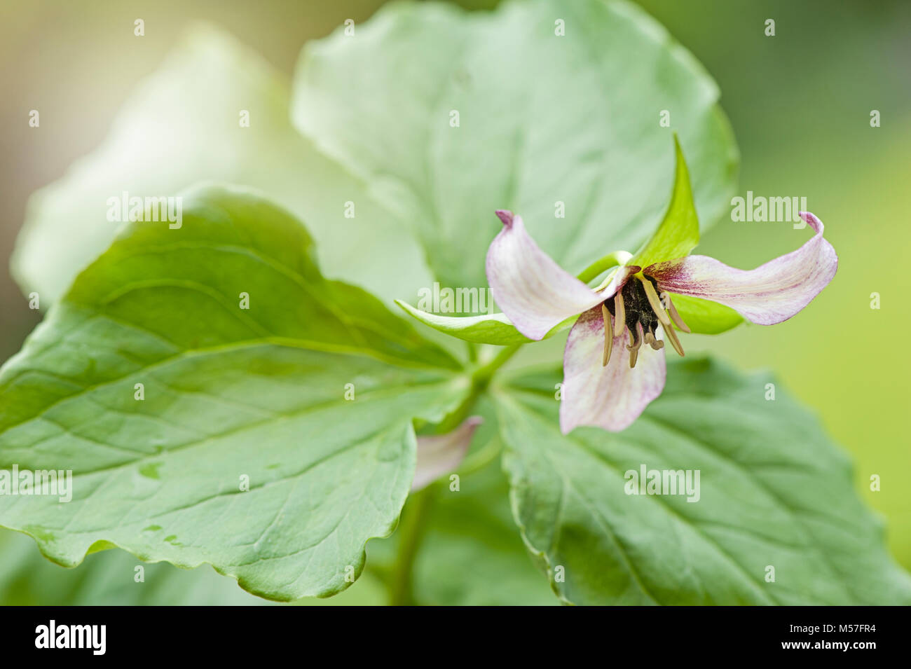 Close-up image of the spring flowering Trillium undulatum flower also known as willd painted trillium, painted wakerobin Stock Photo