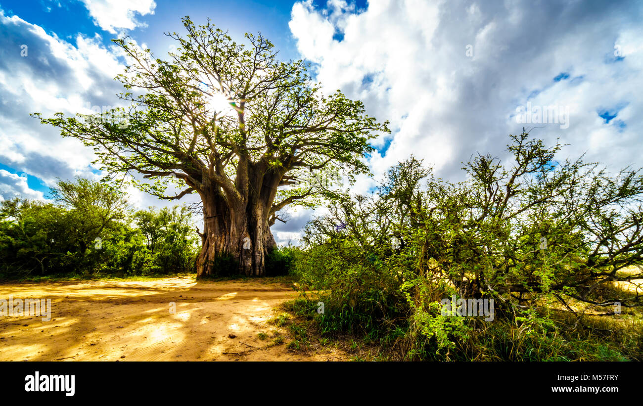Sun shining through a Baobab Tree in Kruger National Park in South Africa Stock Photo