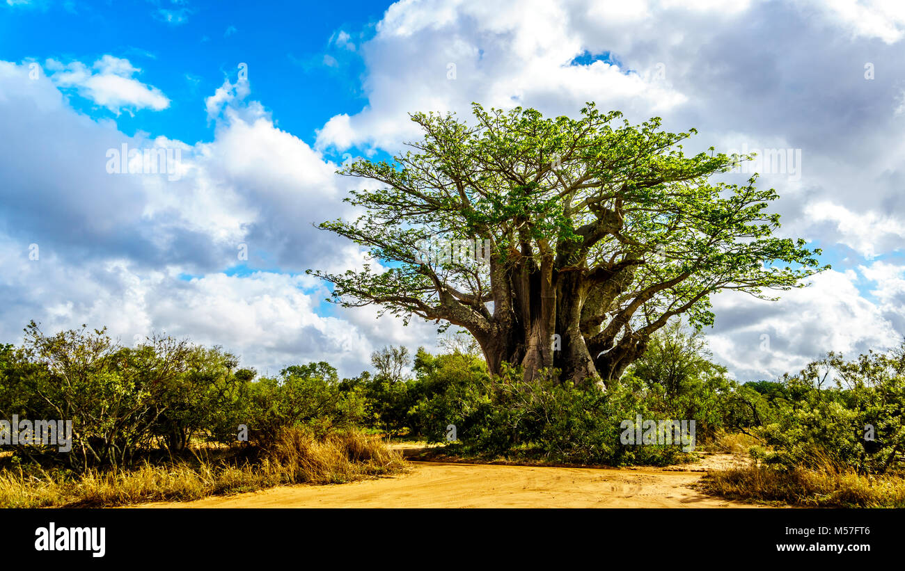 Baobab Tree under partly blue sky in spring time in Kruger National Park in South Africa Stock Photo