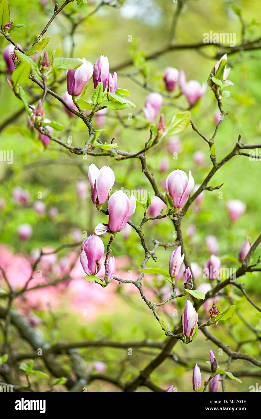 Close-up image of the Spring Flowering magnolia shrub with it's Goblet shaped pink flower. Stock Photo