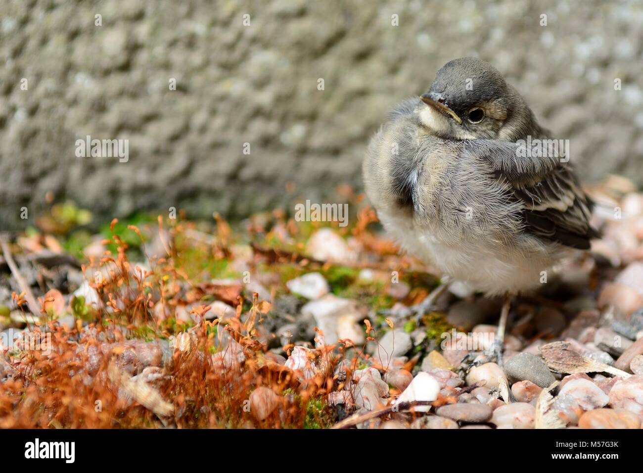 Close up portrait of a baby wagtail Stock Photo