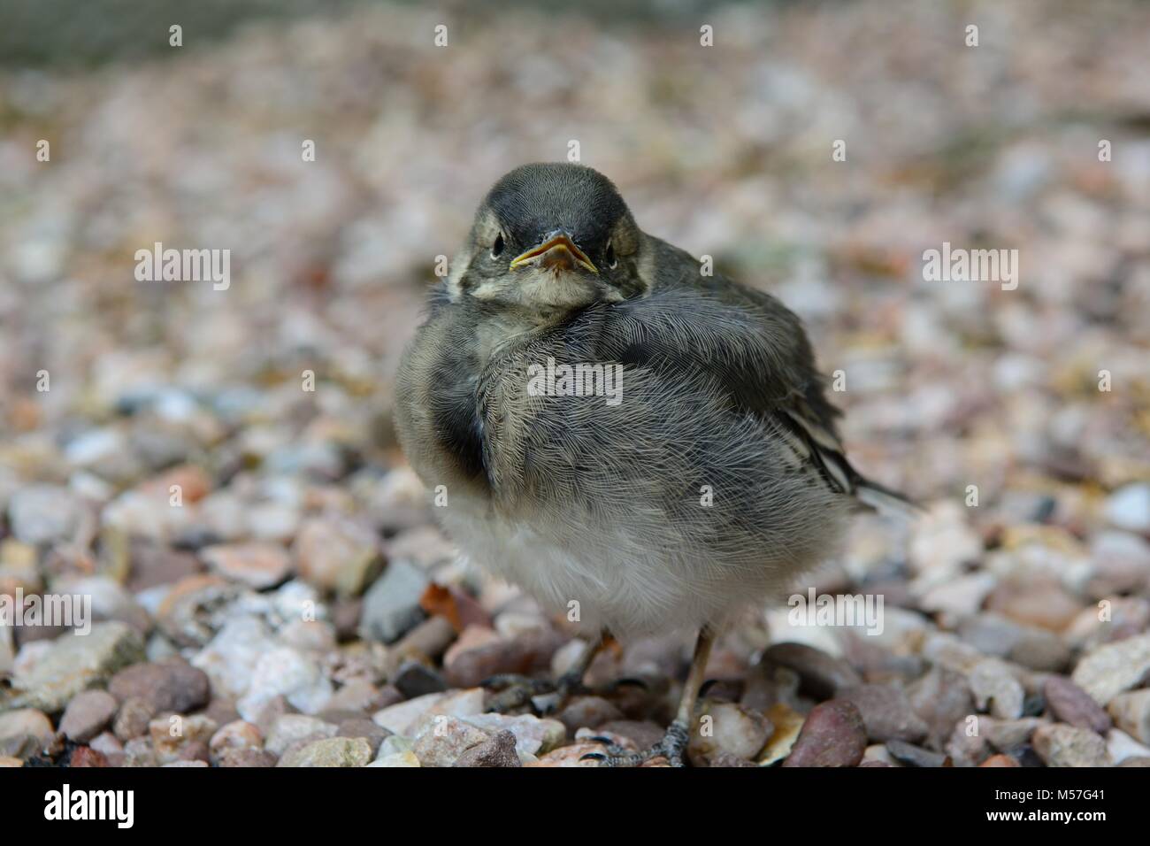 Portrait of a baby wagtail looking at the camera Stock Photo
