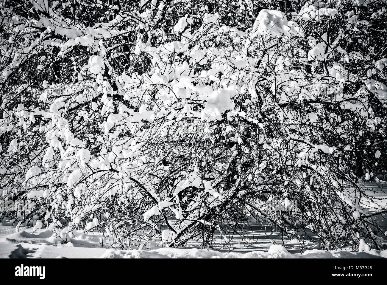 Snow covered trees in a winter forest in black and white. Beauty and ...