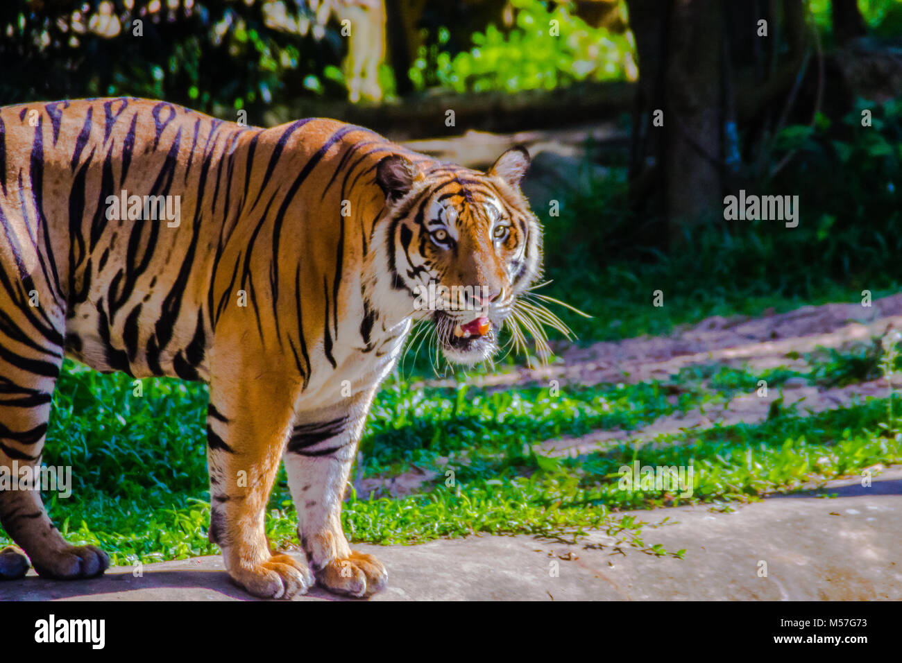 Full Indochinese Tiger Information