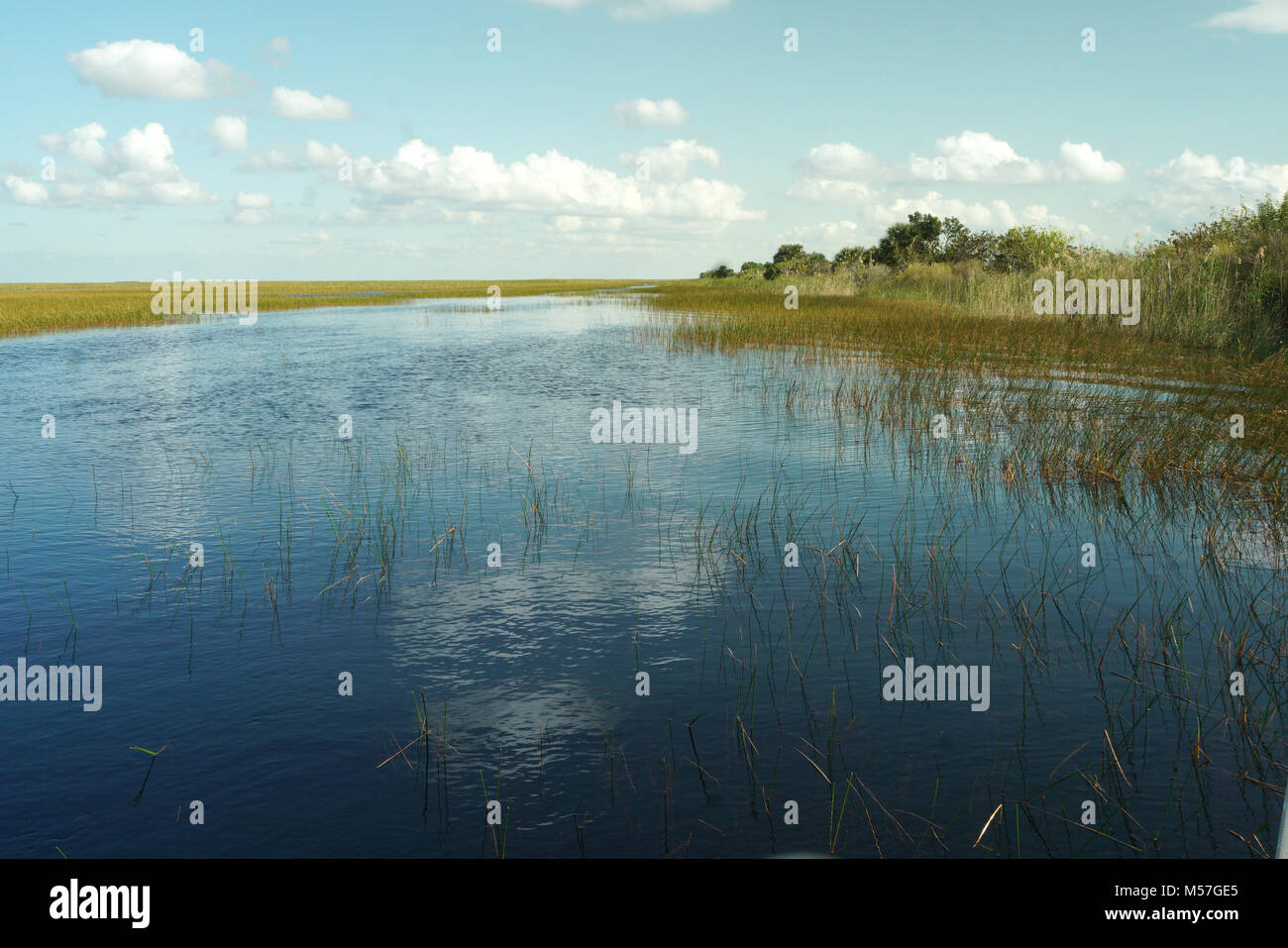 Seagrass florida hires stock photography and images Alamy