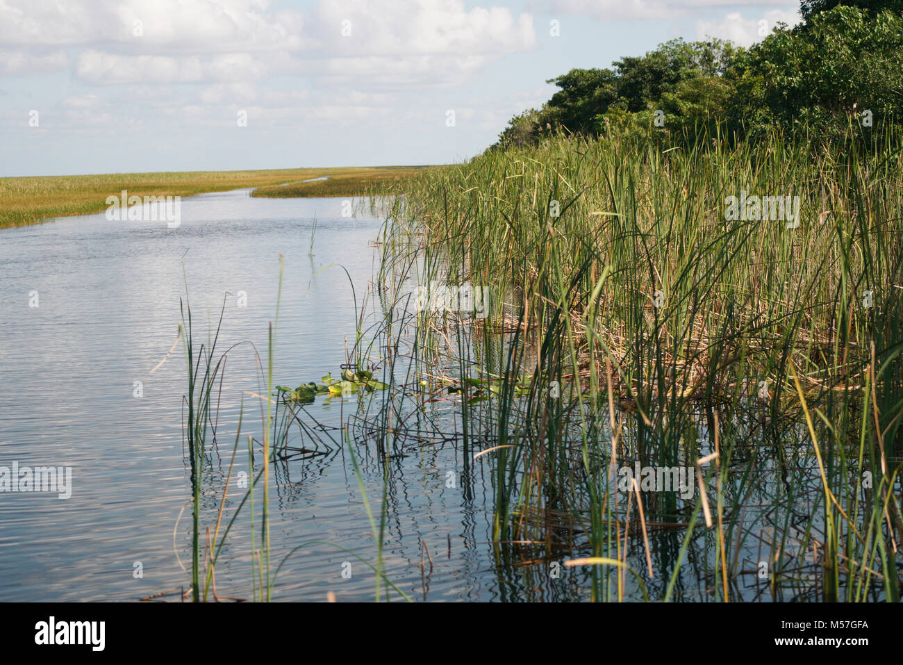 Seagrass florida hires stock photography and images Alamy