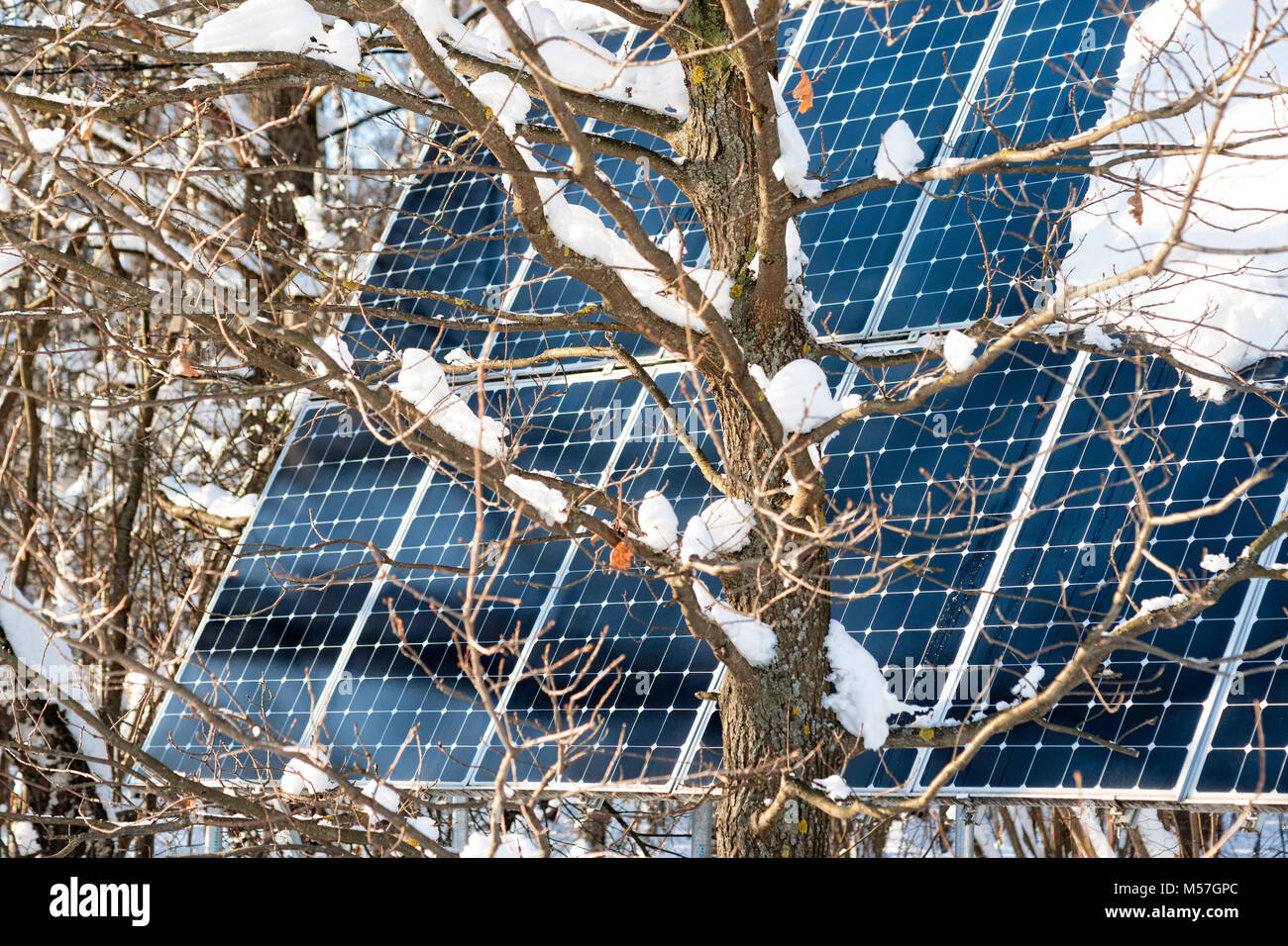 Young oak tree against the background of a snow covered solar power or photovoltaic panel in the park on a sunny winter day. Charging mode Stock Photo