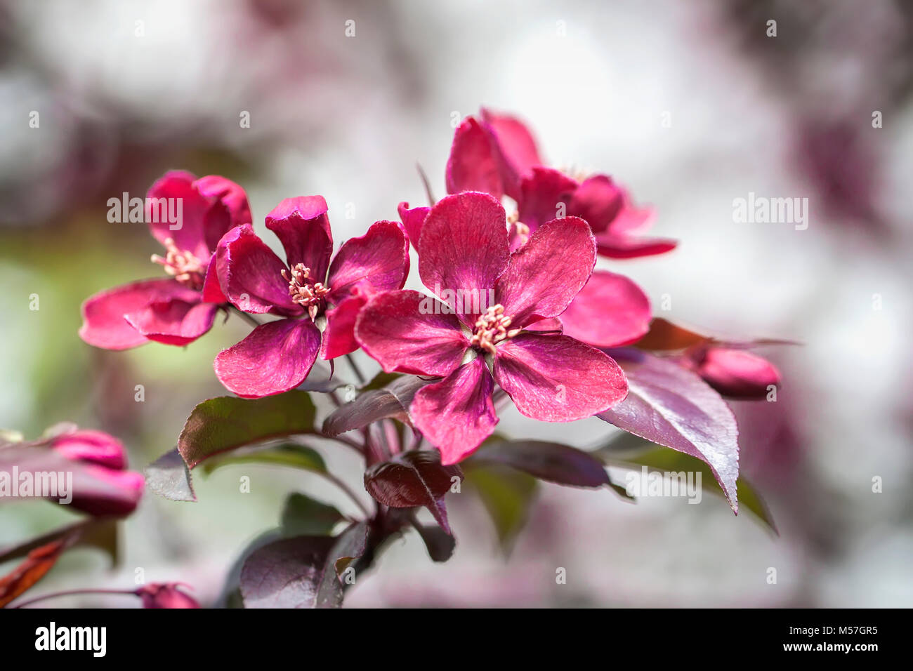Spring flowering wild apples in the garden. Pollination of flowers of