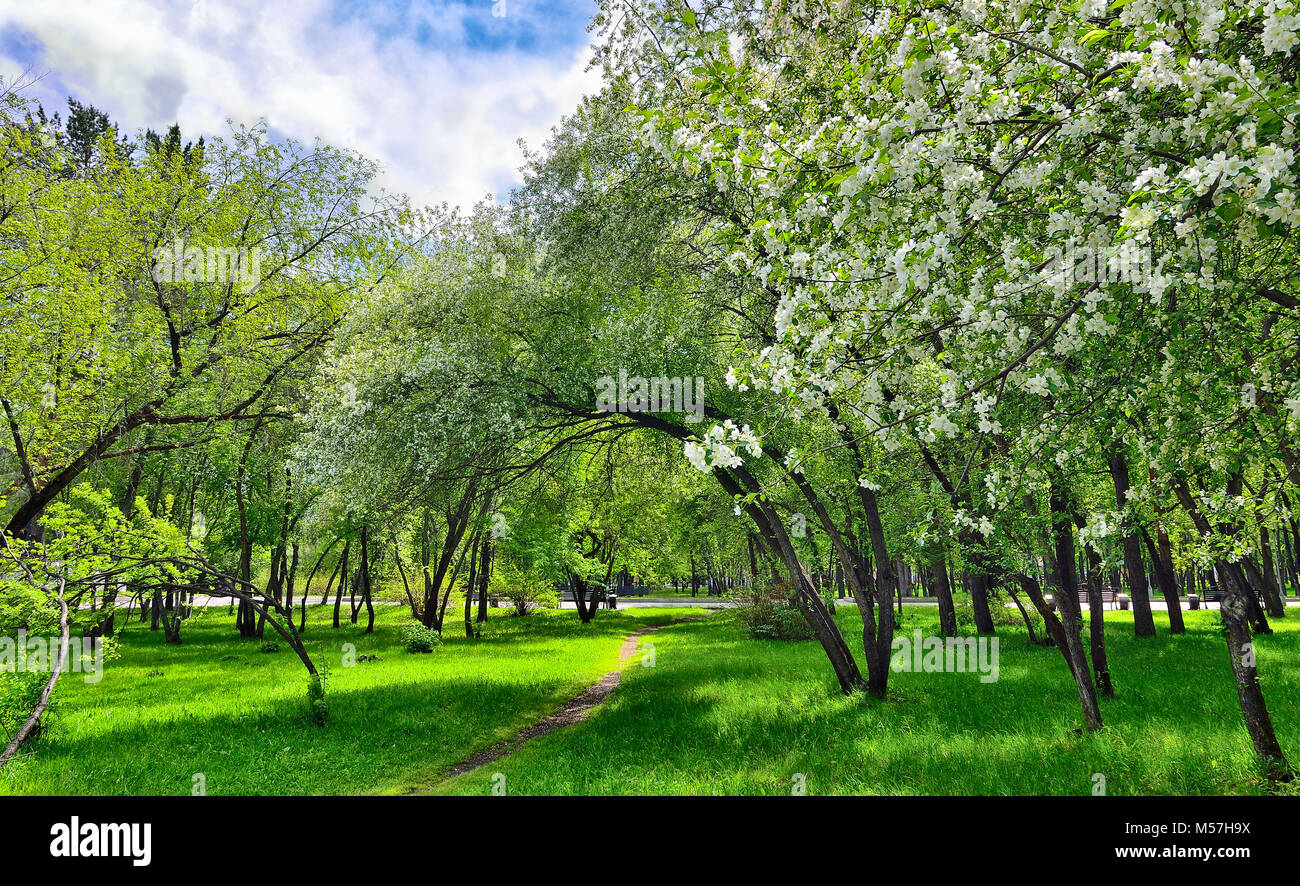 Spring flowering of apple and cherry trees in a city park on a bright sunny day. The path under the blossoming branches is covered with white petals,  Stock Photo