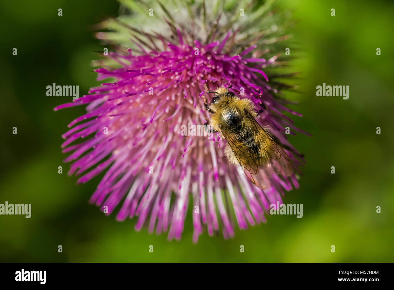 Bee visiting Edible Thistle, Cirsium edule, blooming in September in Grand Valley in Olympic National Park, Washington State, USA Stock Photo