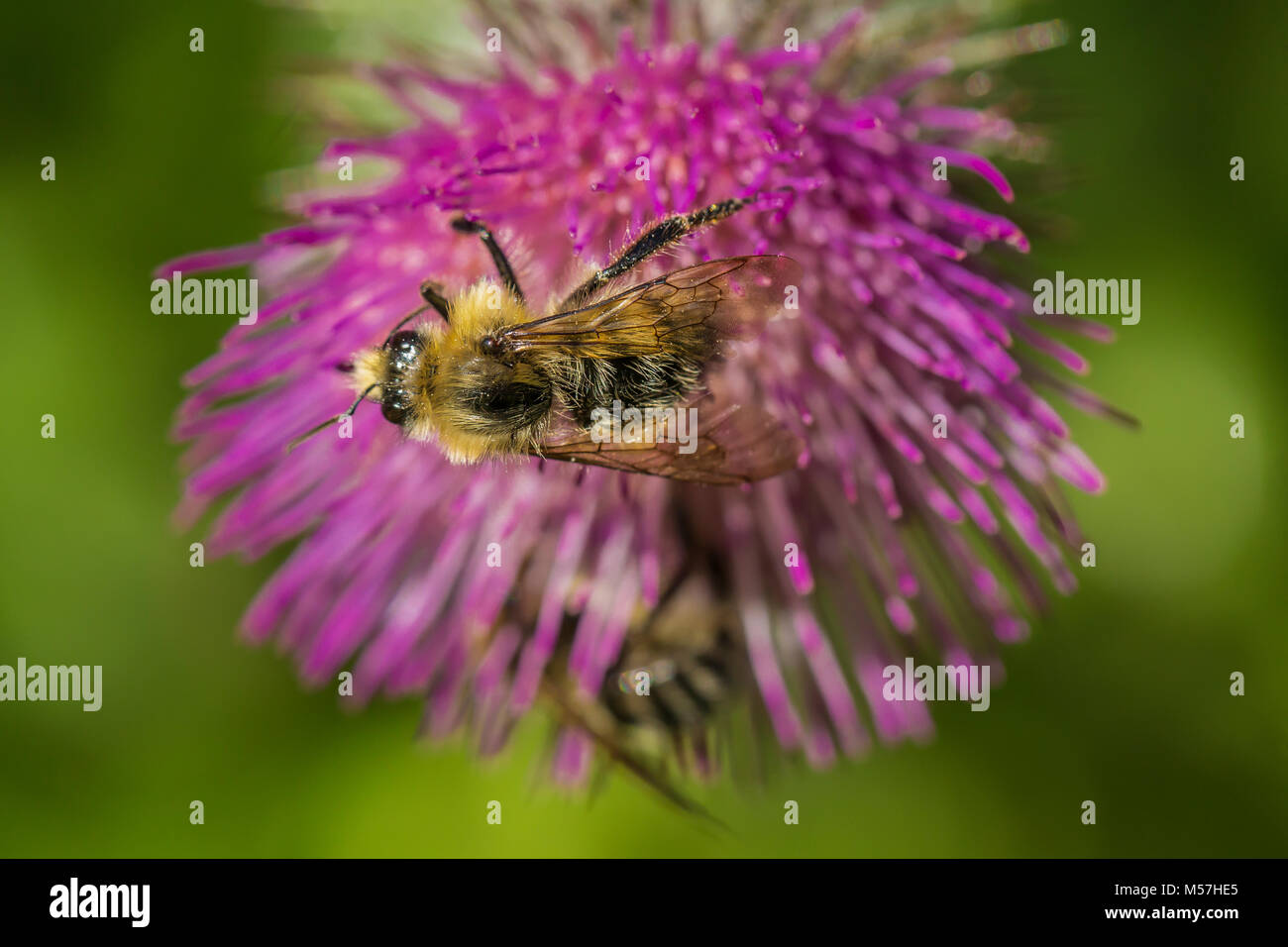 Bees visiting Edible Thistle, Cirsium edule, blooming in September in Grand Valley in Olympic National Park, Washington State, USA Stock Photo