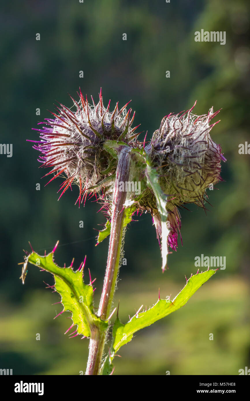 Edible Thistle, Cirsium edule, blooming in September in Grand Valley in Olympic National Park, Washington State, USA Stock Photo