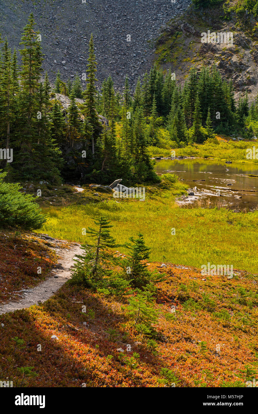 Grand Valley Trail in Grand Valley in Olympic National Park, Washington