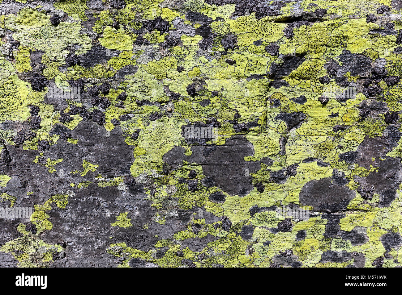 Yellow lichens on a rock,Canton Ticino,Switzerland Stock Photo
