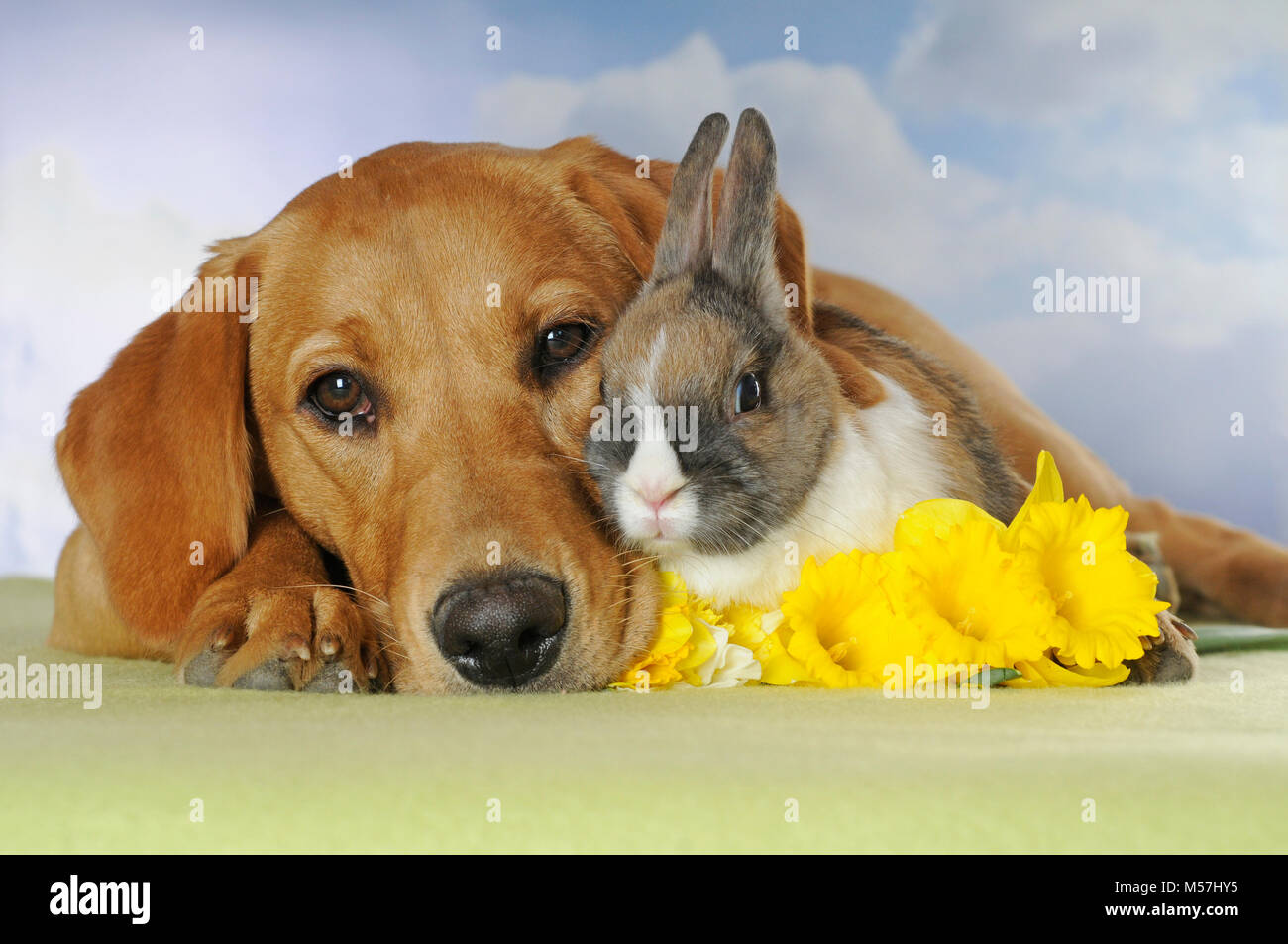 Labrador retriever,yellow,bitch and dwarf rabbit lying next to each ...