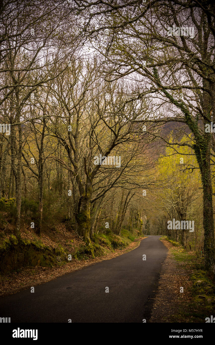 A road through a dark forest Stock Photo