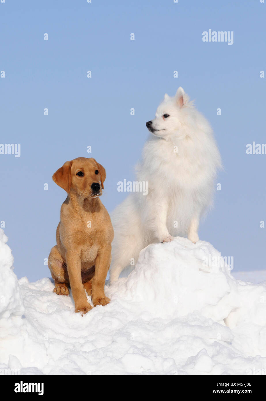 Labrador Retriever,yellow,puppy 10 weeks and Japanese Spitz,male,sitting in  the snow Stock Photo - Alamy