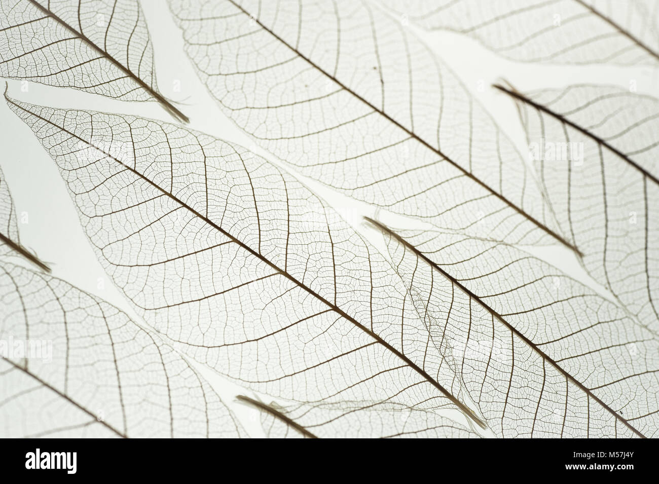 White texture macro background of skeleton leaf in pleasing pattern back lit. Transparent leaves with selective focus. Abstract with room for text on Stock Photo